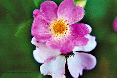 My favorite flower - a pink wild rose