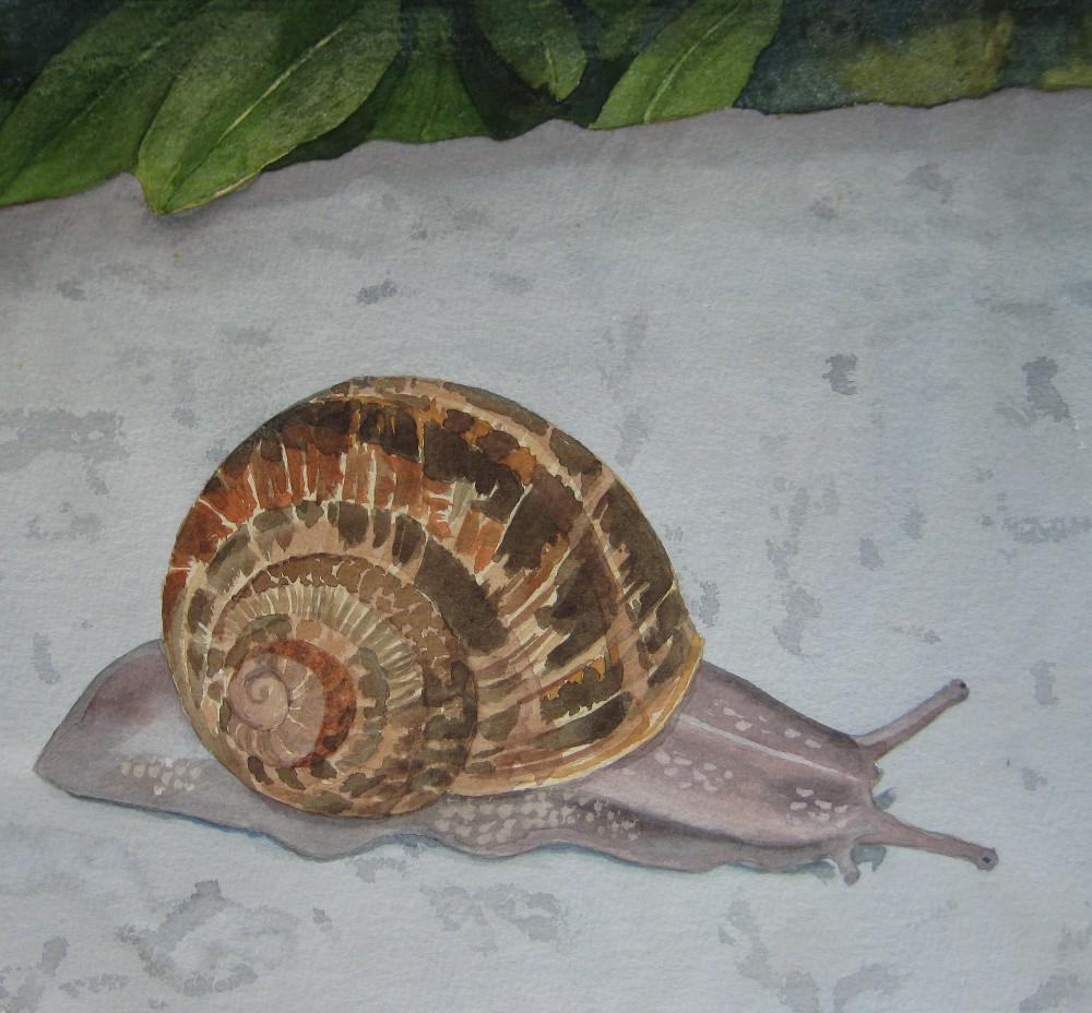 roman snail