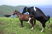 [180px-Cow011.jpg]