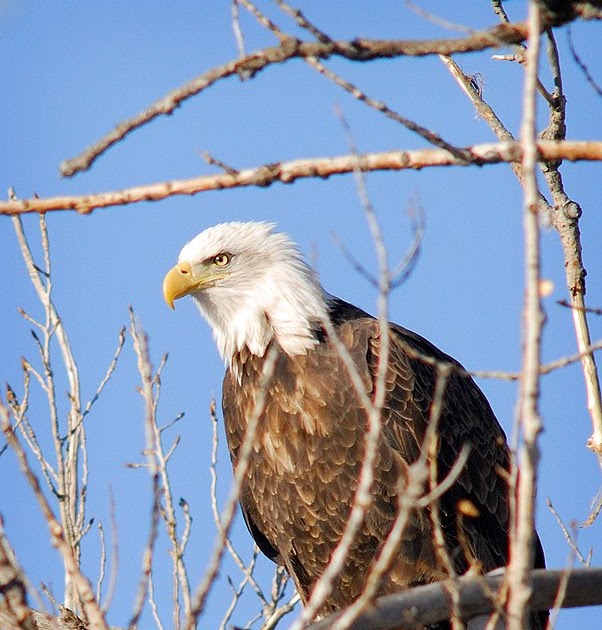 Dakotagraph Eagles on the Missouri