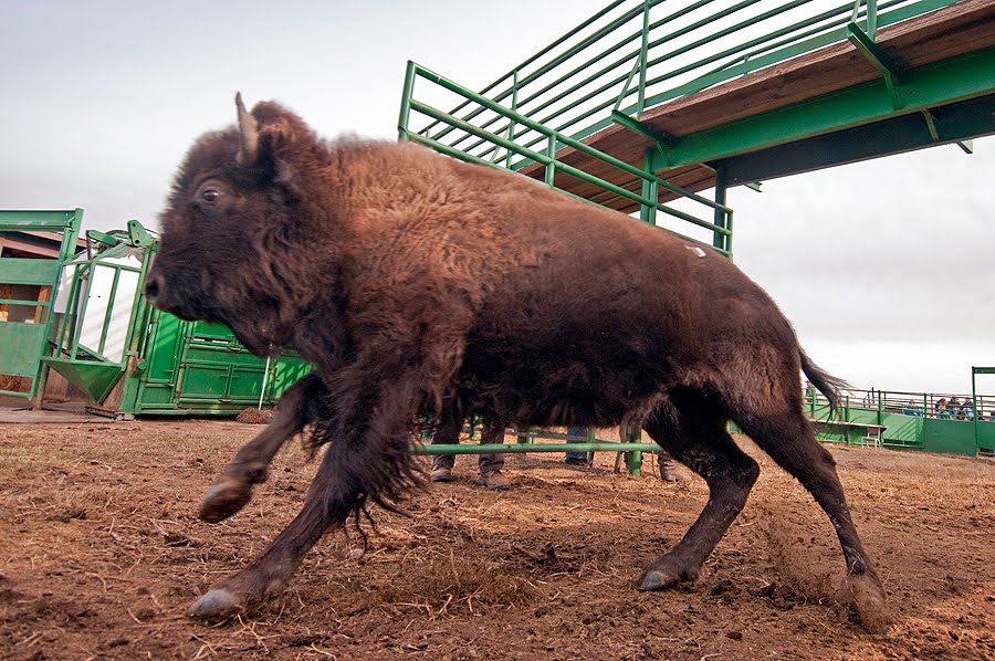 Dakotagraph Buffalo auction action