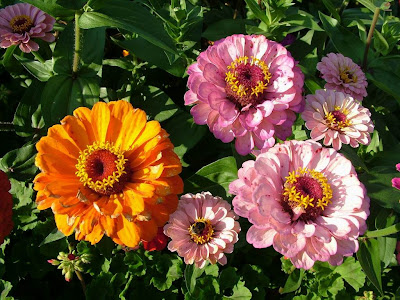 flowers images. Flower Image : Multiple Flower