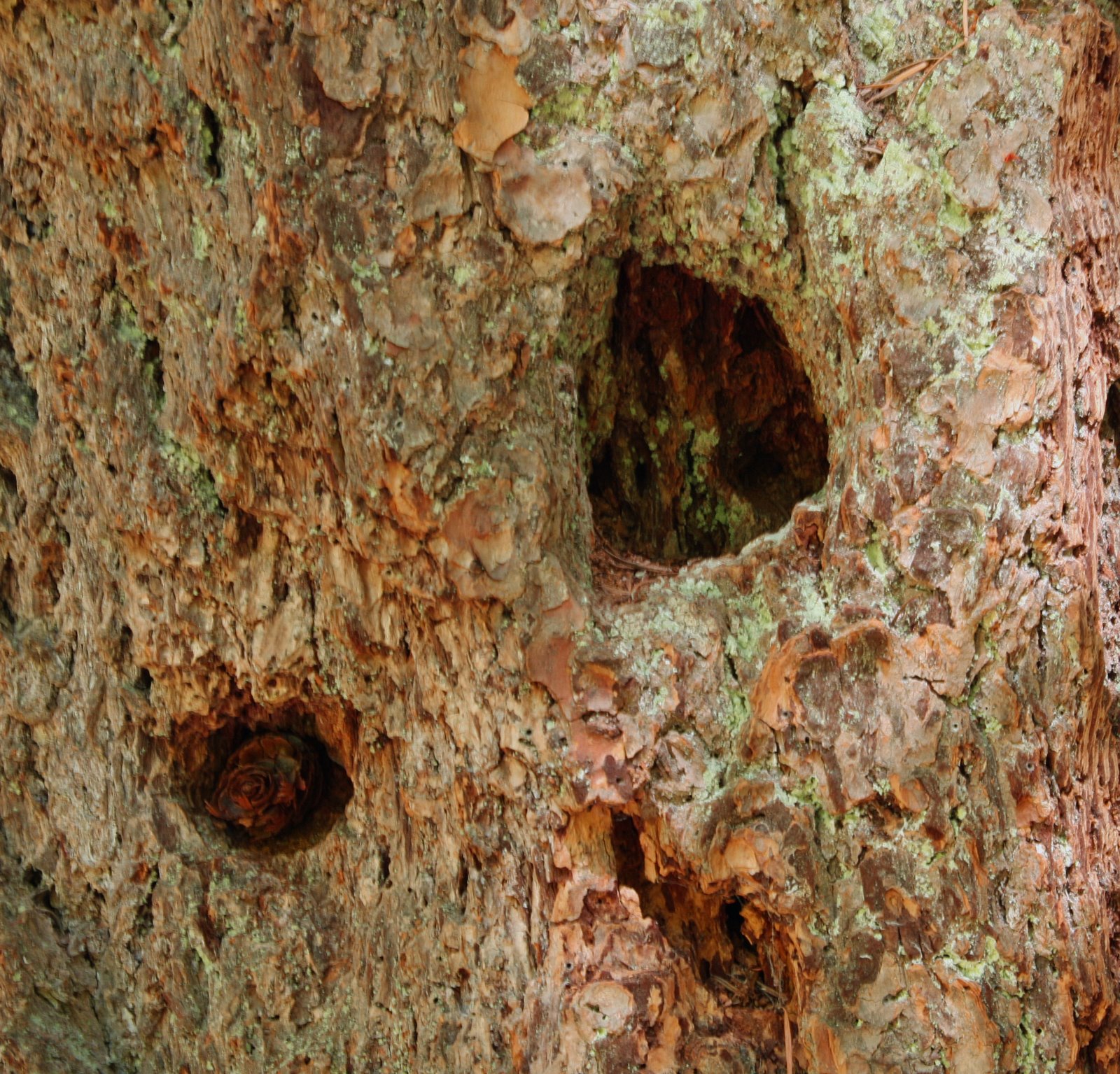 [_tree+bark.JPG]