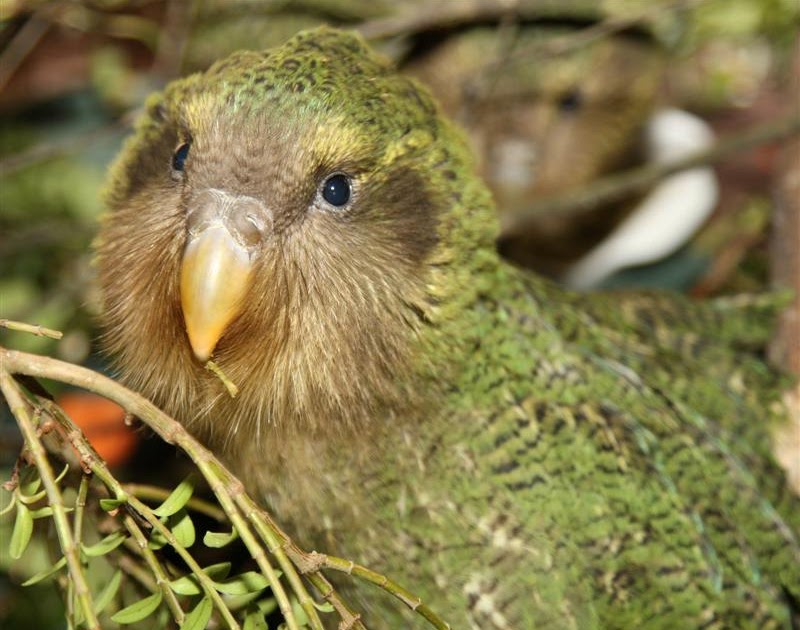 Rare Resources: KAKAPO (Unique parrot of New Zealand)