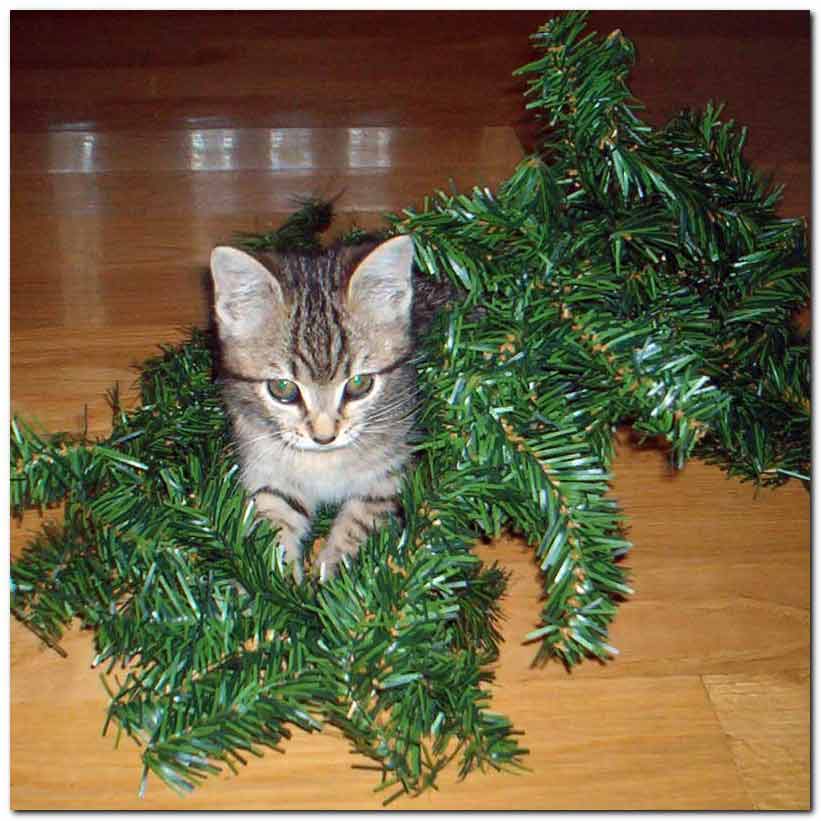 Cat Chat With Caren And Cody CATS AND CHRISTMAS