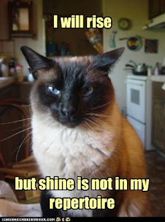cat+sarcastic+siamese.jpg