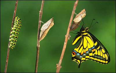 Tinta Kibod Rama Rama Dan Kehidupan