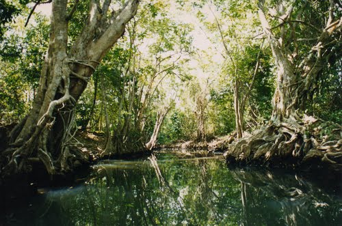 Indian River, Dominica