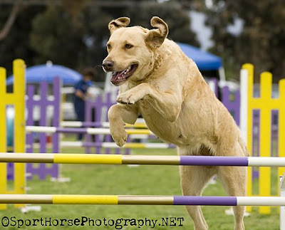 pictures of yellow labs. Yellow Lab doing agility,