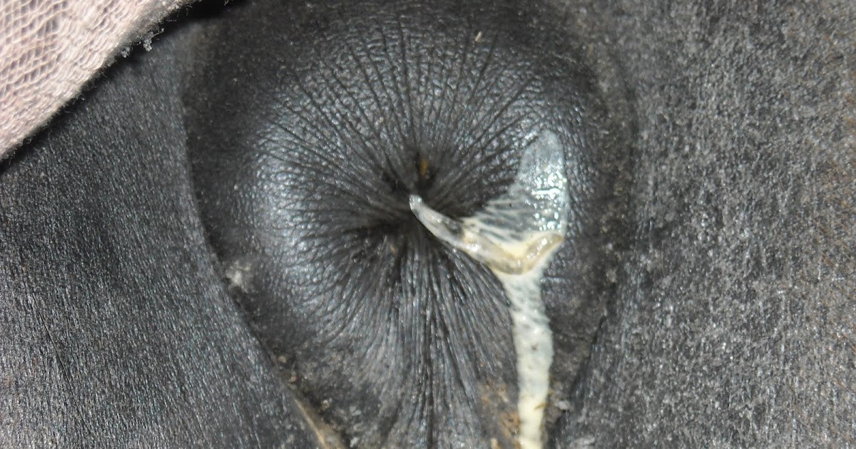Equine Vet Blog COW Pinworms