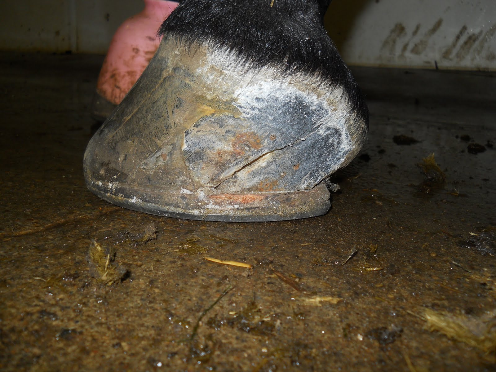 Equine Vet Blog COW Quarter Crack Repair