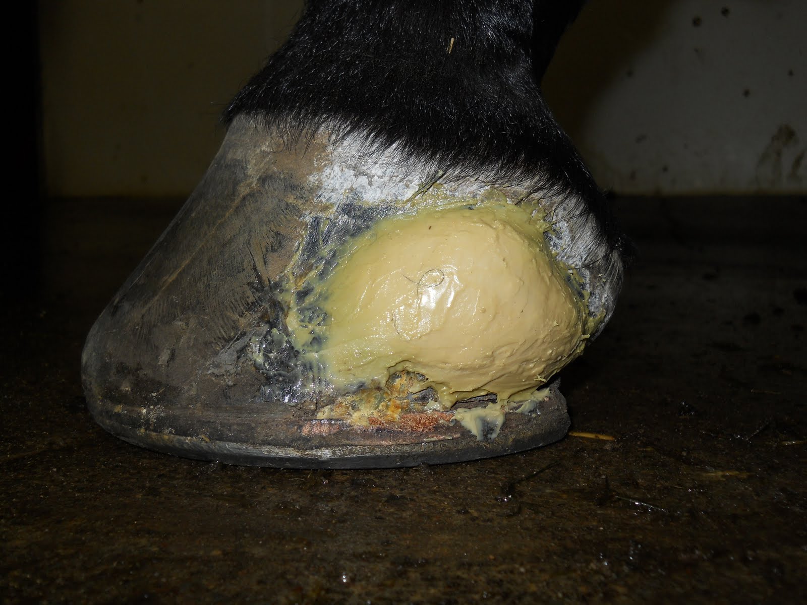Equine Vet Blog COW Quarter Crack Repair
