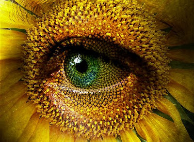 eye of the sunflower