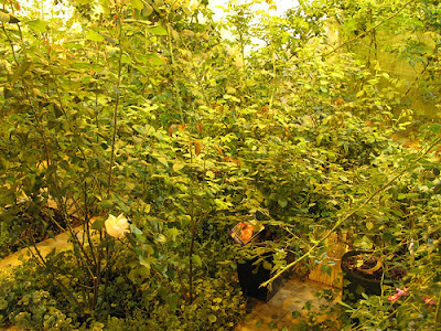Underground Urban Farm In Japan (9) 5