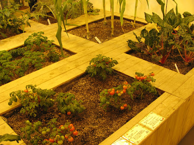 Underground Urban Farm In Japan (9) 6