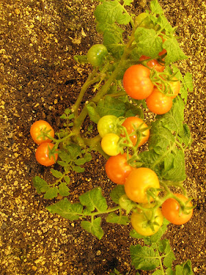 Underground Urban Farm In Japan (9) 3