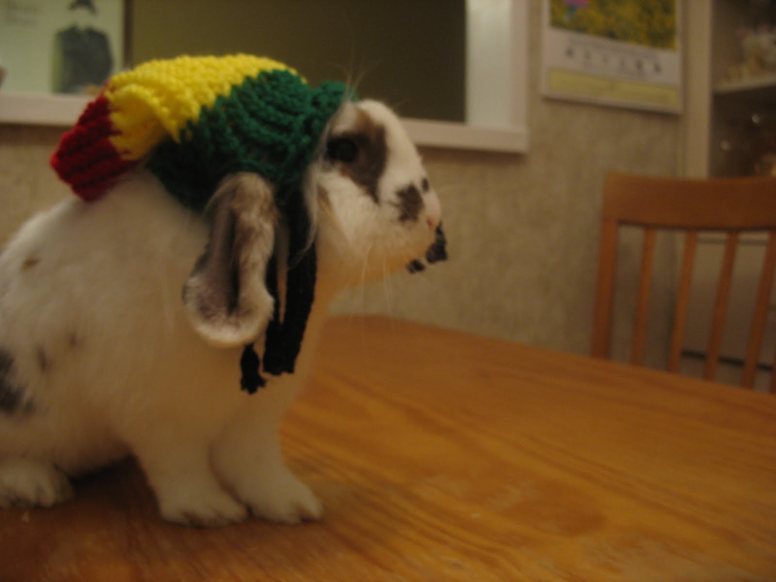 Rasta Bunny