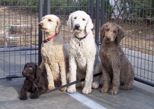  by humans began (Pictured below are four "Labradoodles- dogs resulting 