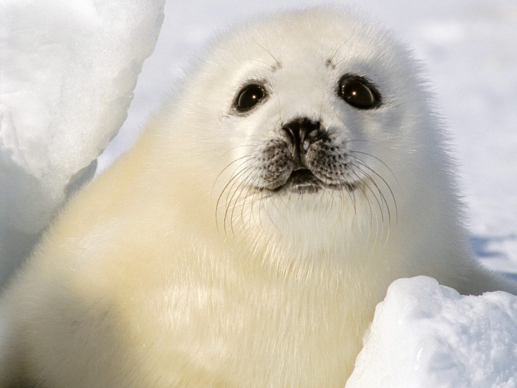 Cute White Seal