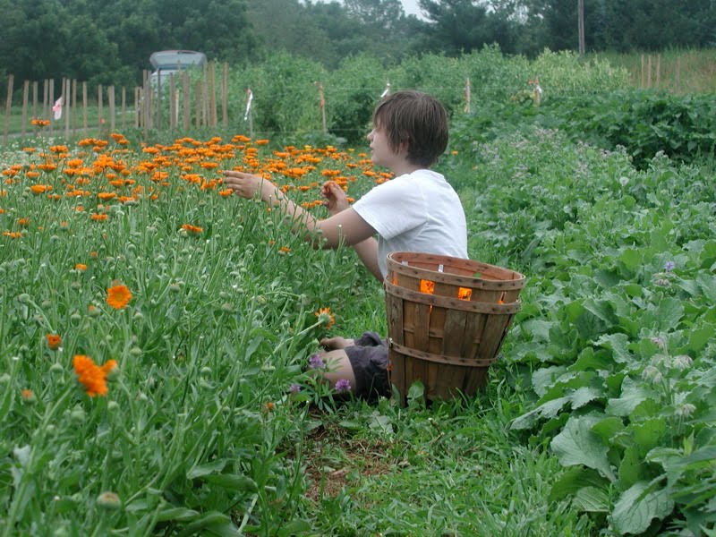 Lancaster Farmacy Calendula