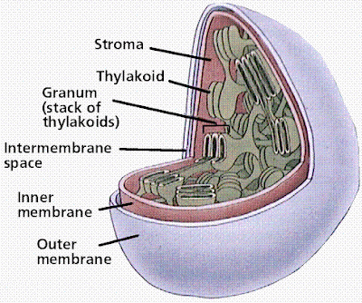 Biology@Fairfieldsec: Worksheet on Cell Structure and Organisation