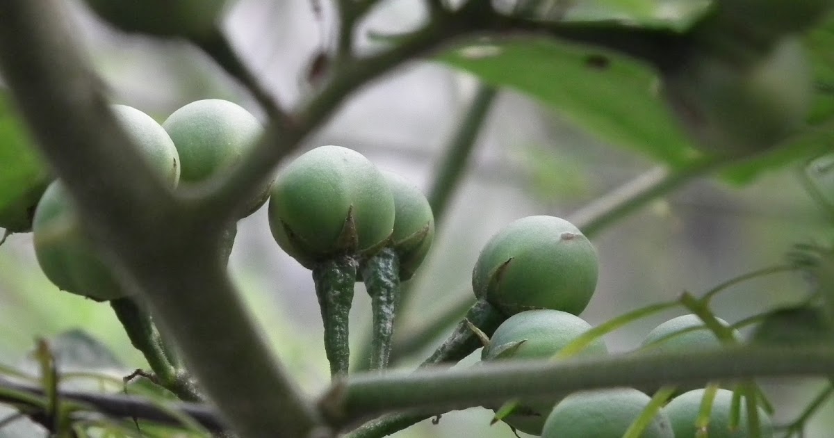 my life story.....................: PELURU