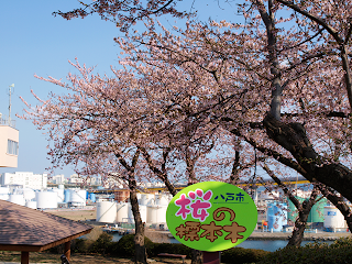 八戸湊町館鼻公園の桜