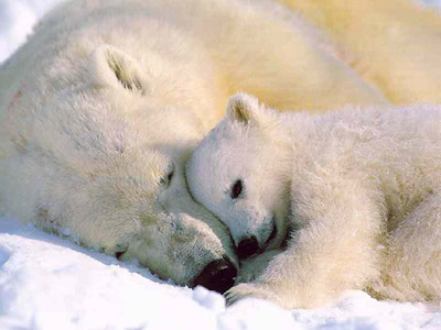 Polar Bear Polar Bear