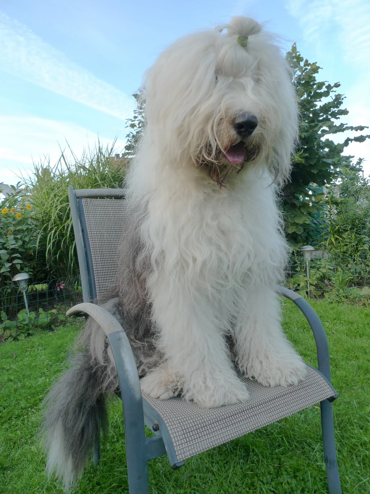 Our Bobtails: September 2010