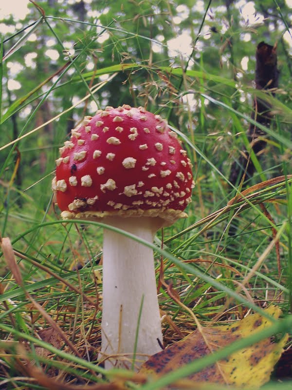 [toadstool2.jpg]