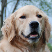 Breeze {Dog of the Blog}