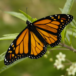 Monarch Butterfly Species