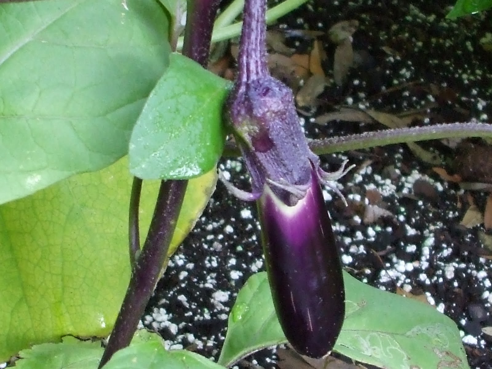 eggplant eating been who realtor orlando ripe tomatoes pick ready