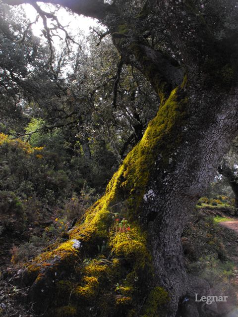 La luz