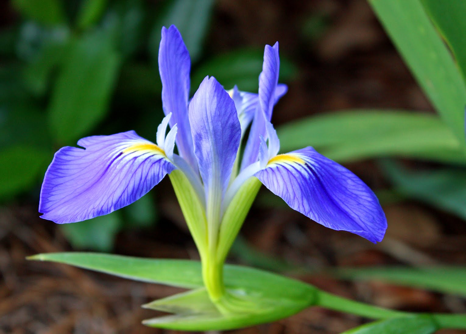 Southern Lagniappe The Ultimate FleurdeLis