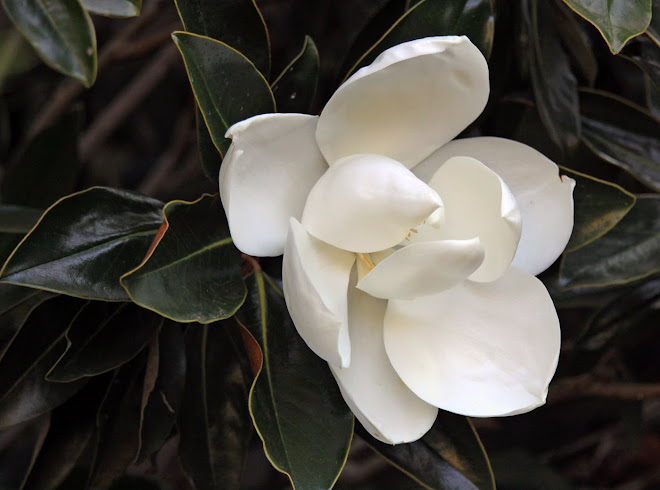 Little Gem Magnolia Blossom