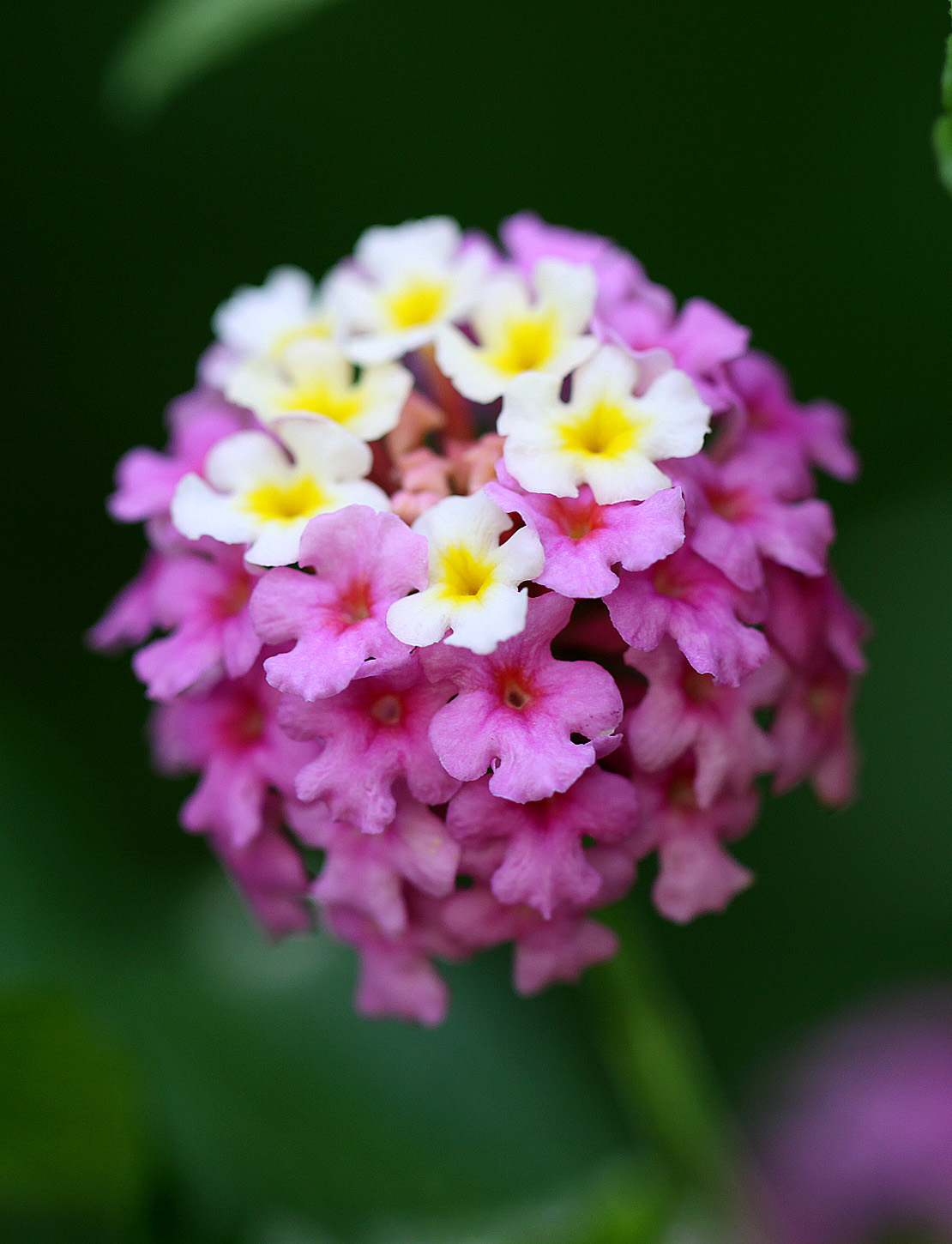 Southern Lagniappe Lantana