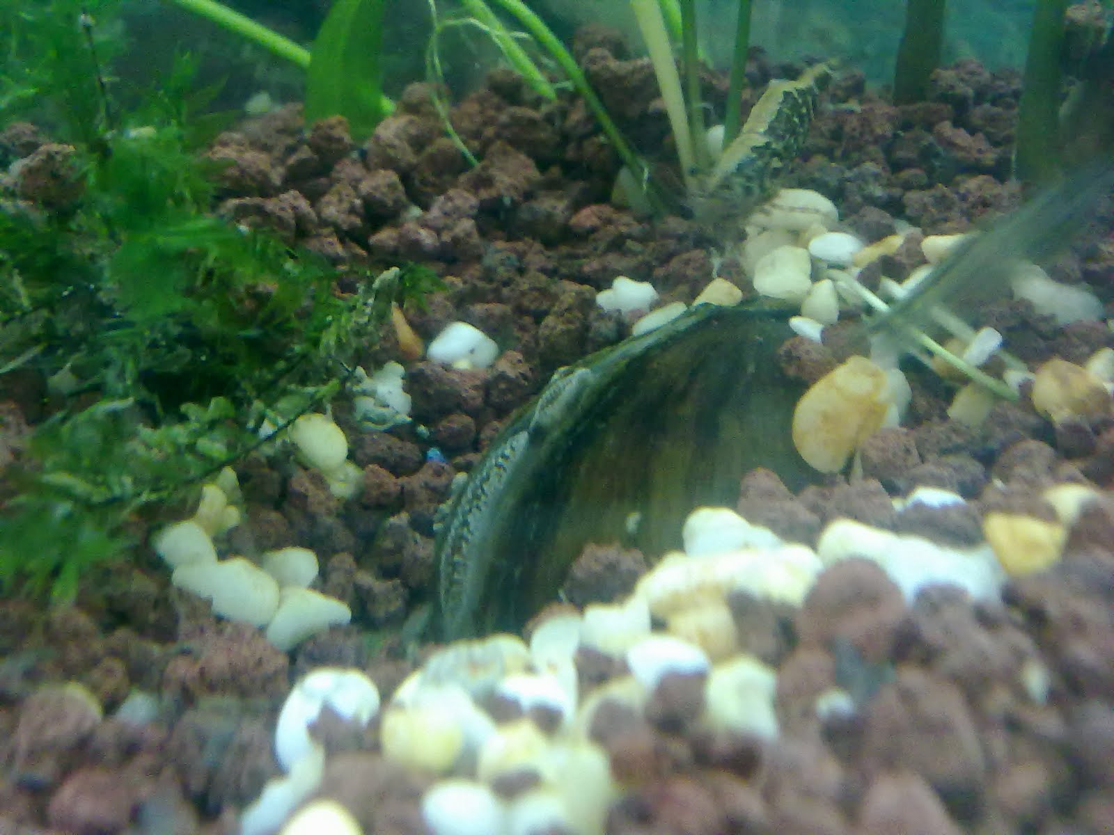 levent sarsilmaz buyuk akvaryum ziyaretcileri