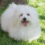 Coton_Snow white Puppy,,,