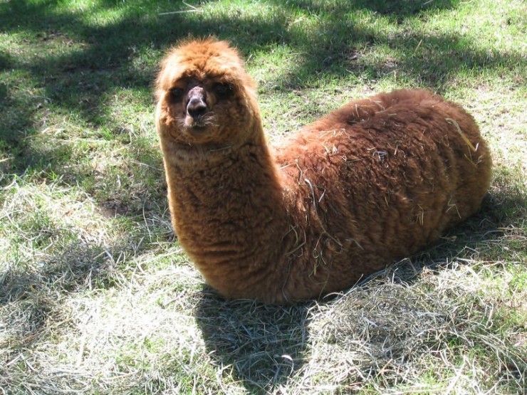 Mega Camelus