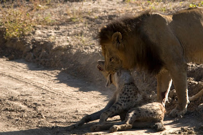 Hyena Vs