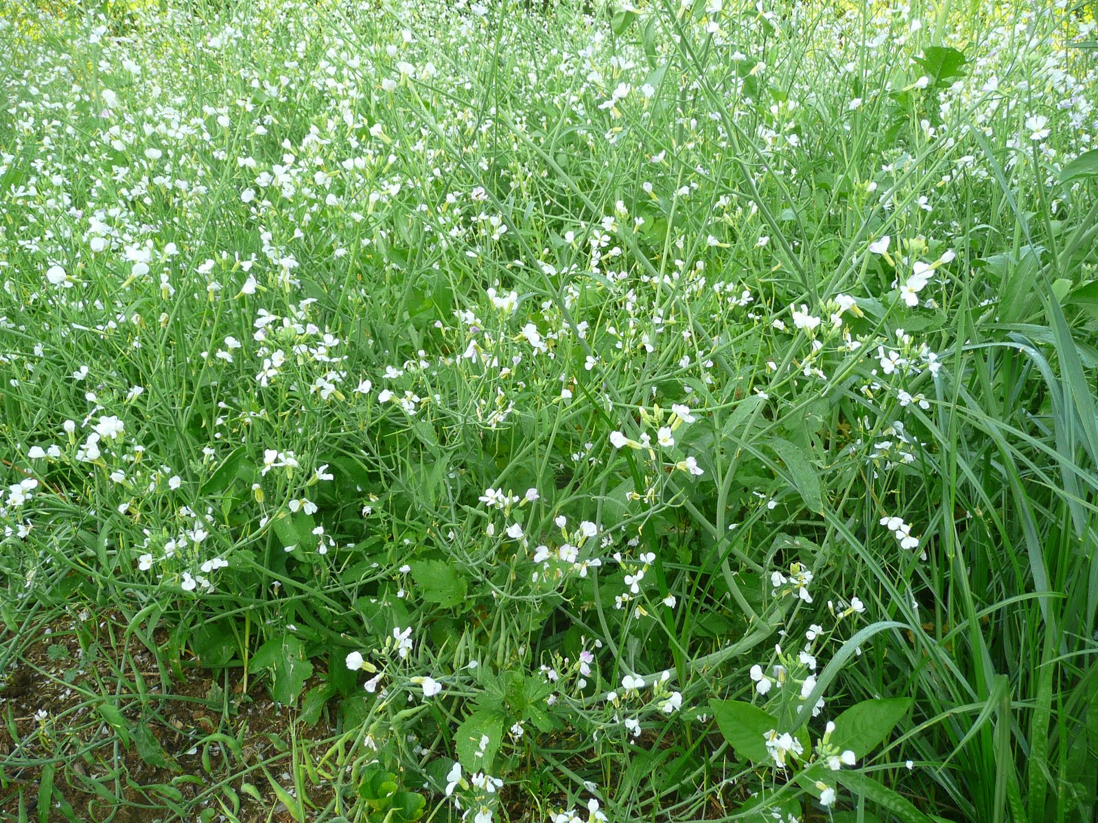 Grow It Eat It Tillage Radishes Multitalented Beauties