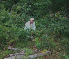 Chip picking blueberries