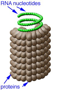Biotech: VIRUS