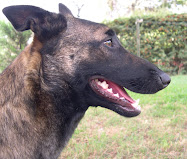 berger belge malinois CHINA