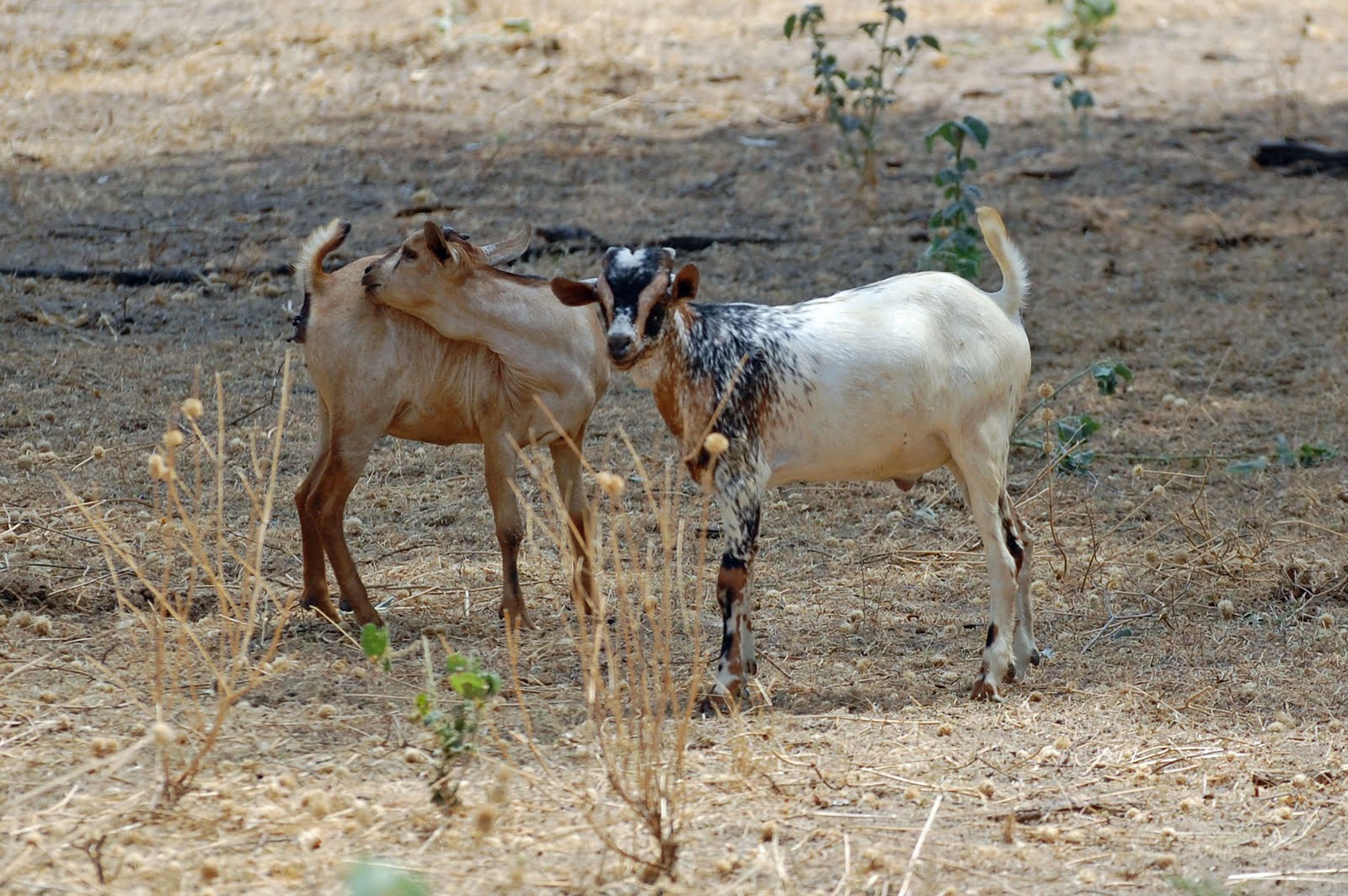 ESHA's Kenya Experience Ndoto Hills