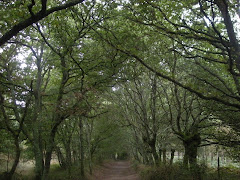 Een sprookjesachtig pad