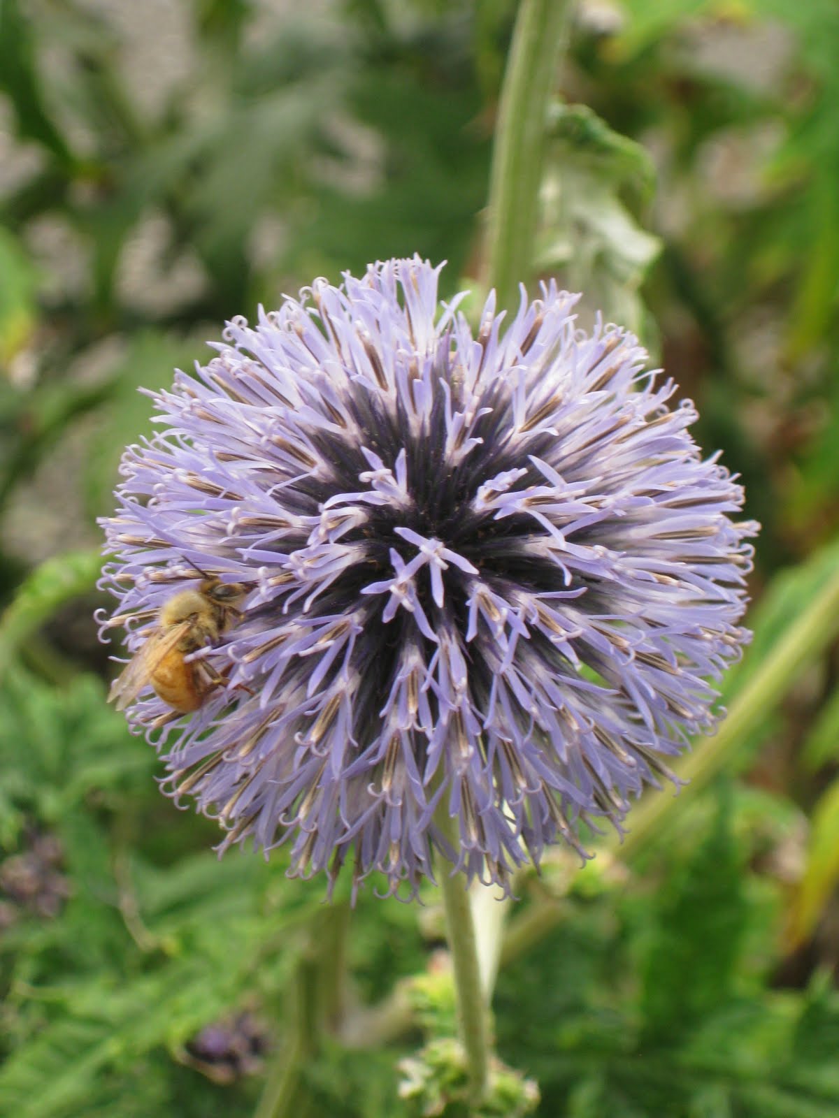 THE URBAN GARDENER: Plant of the Month, July 2010: Globe Thistle
