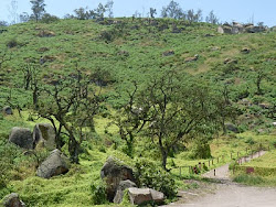 Una vista de las Lomas de Lachay