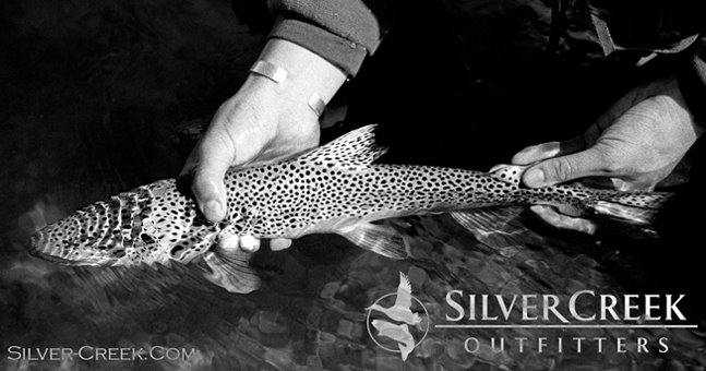 Silver Creek Outfitters Blog